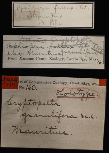 Media type: image;   Invertebrate Zoology OPH-160 Aspect: labels